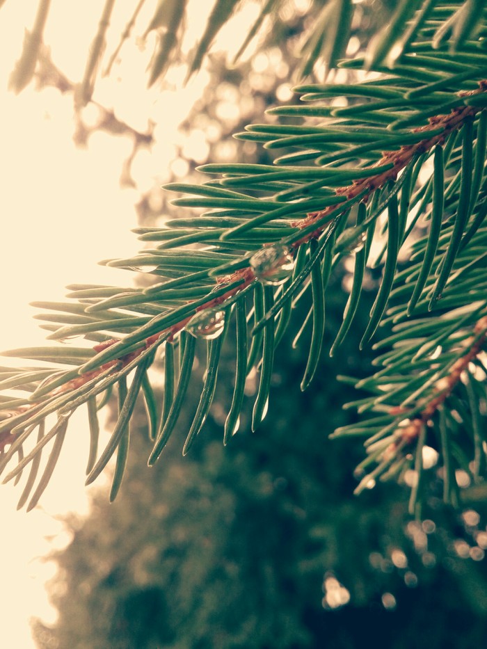 Macro with Lenovo C2. Spruce branch after rain. Poland. Poznan.23.11.2017. - My, Macro, Pine, The photo, Water drop, After the rain, Poznan, Nature, Macro photography