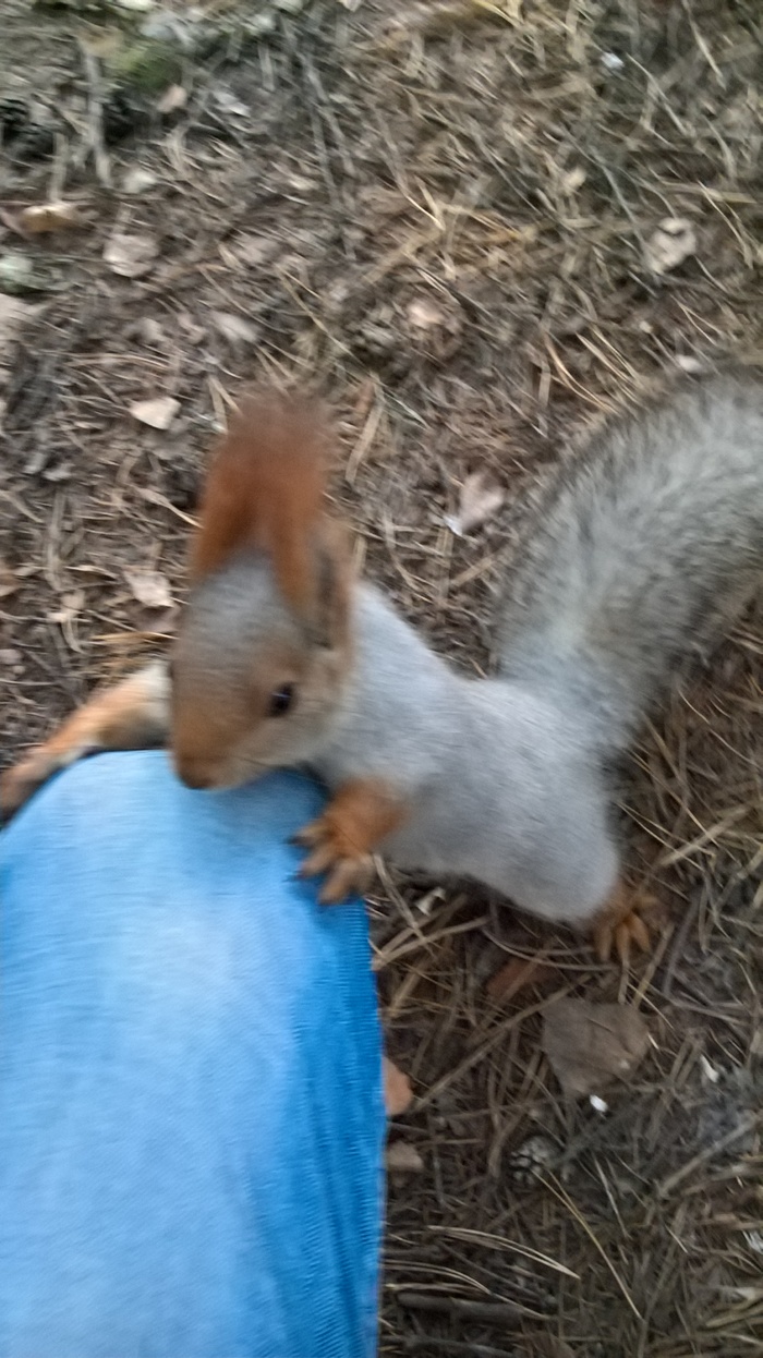 I saw a squirrel, sat down to take a picture, and she .... - My, Squirrel, Hugs