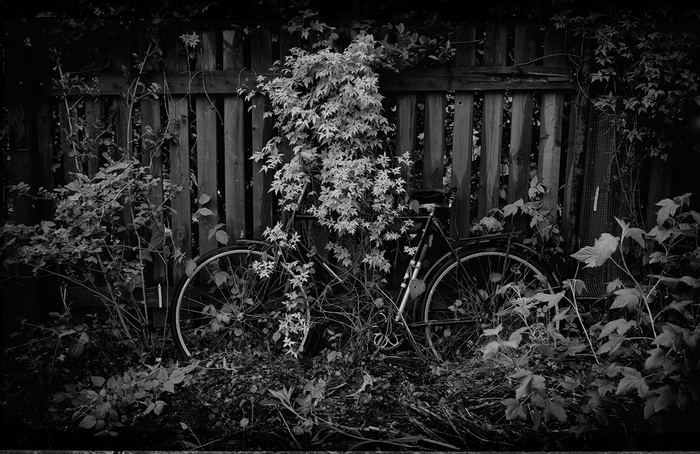 Dacha - My, A bike, Dacha, , Clematis, Black and white photo