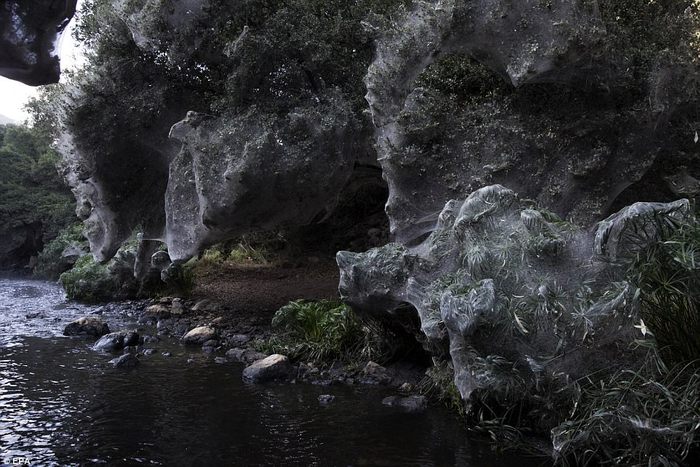 Зачарованный лес Паутина, Зачарованный лес, Паук, Длиннопост, Израиль, Заповедники и заказники