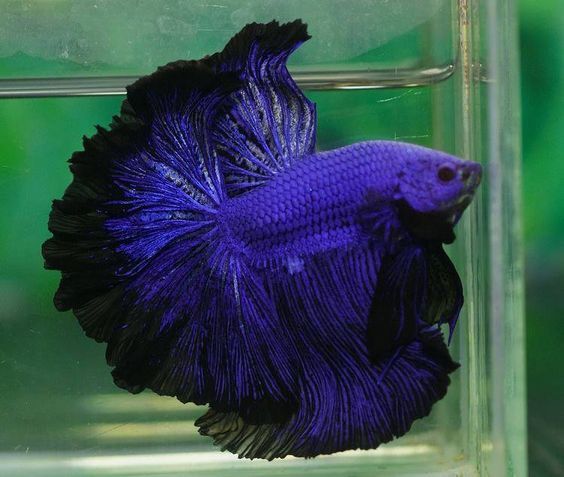 Betta splendens - fighting fish - Cockerel fish, Aquarium fish, Aquarium