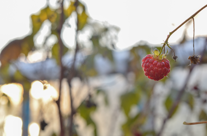 autumn december - My, Nature, Grape, Apples, Rose hip, Raspberries, My, Longpost