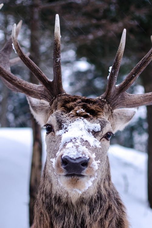 Snow -_- - Snow, Deer, Nature, Animals, Deer