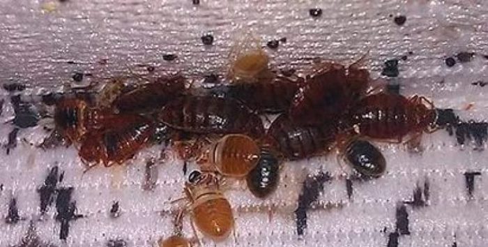 Invasion of bedbugs in major cities! - My, , Insect control, Longpost