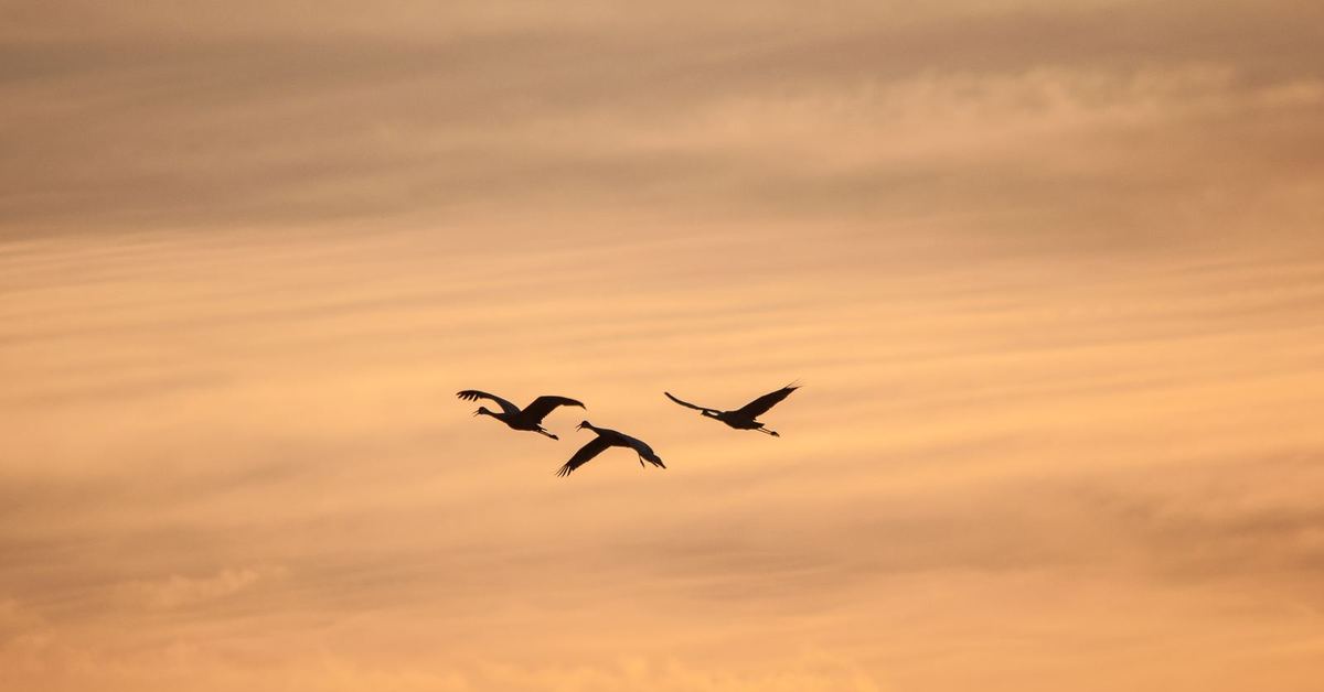 Дни летят за рассветом закат слушать. Птица летит. Птицы в небе. Птицы вдалеке. Птицы улетают.