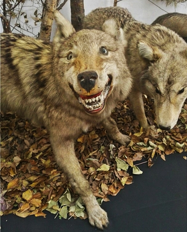 Surprise in the Amur Regional Museum of Local Lore - My, Taxidermy, Stubbornness, Blagoveshchensk, Longpost