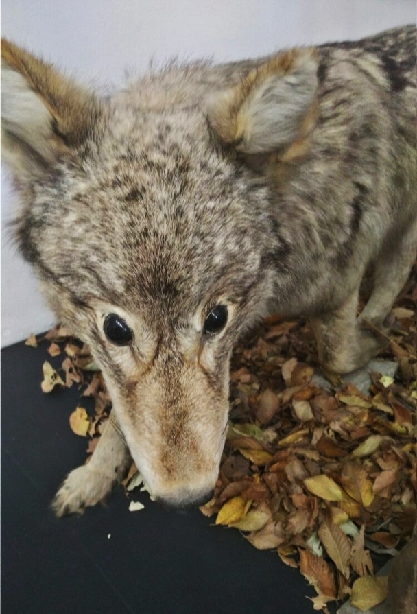 Surprise in the Amur Regional Museum of Local Lore - My, Taxidermy, Stubbornness, Blagoveshchensk, Longpost