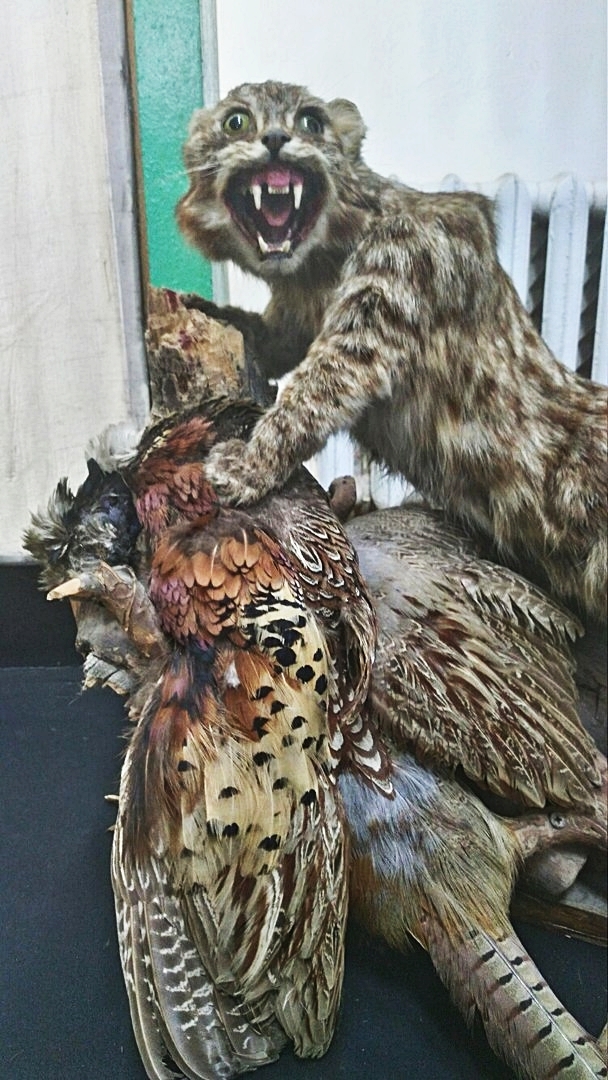 Surprise in the Amur Regional Museum of Local Lore - My, Taxidermy, Stubbornness, Blagoveshchensk, Longpost