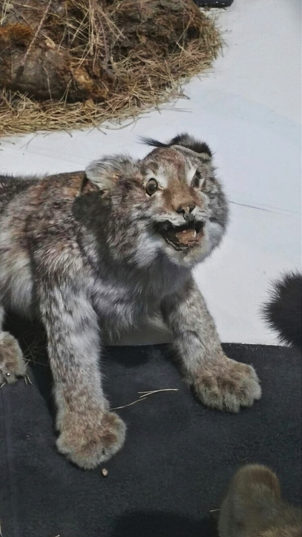 Surprise in the Amur Regional Museum of Local Lore - My, Taxidermy, Stubbornness, Blagoveshchensk, Longpost