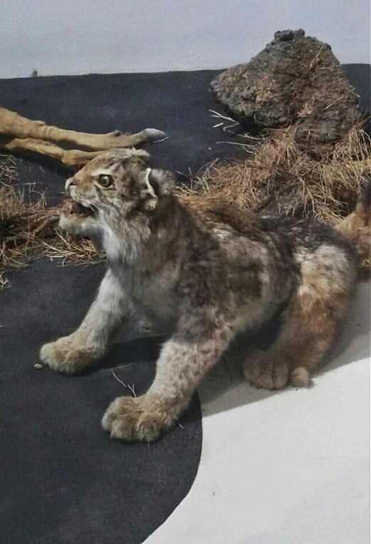 Surprise in the Amur Regional Museum of Local Lore - My, Taxidermy, Stubbornness, Blagoveshchensk, Longpost