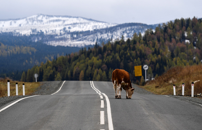 10 most interesting tourist routes in Gorny Altai - Altai, Mountain Altai, Mountain tourism, Shambala, Belovodye, Beluga Whale Mountain, Longpost, Altai Republic