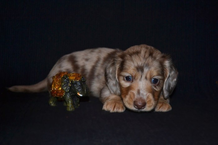 My little Dina - My, Dachshund, Marble dachshund, Dog, Puppies, Longpost