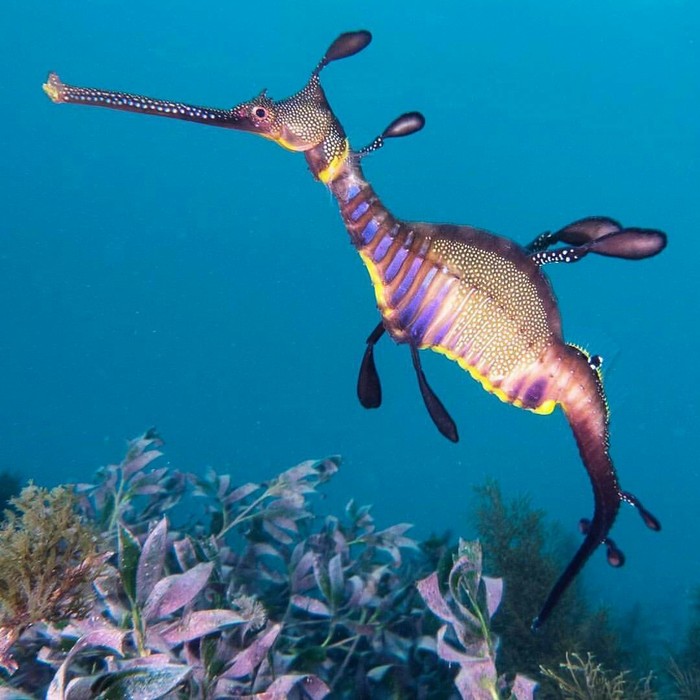 Sea Horse - Sea Horse, Milota, The photo