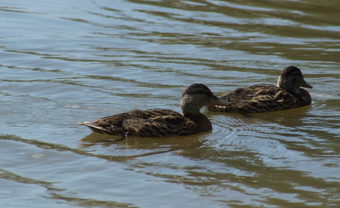 Few ducks and geese in a ribbon - My, Sony a37, Minolta 100-300, Birds, Beginning photographer, , Summer, Longpost