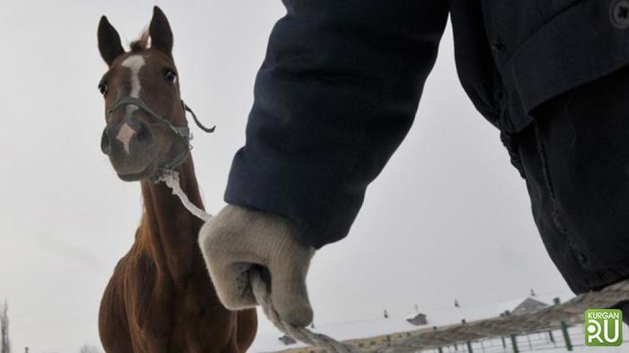 Whoa! Police detained Kurgan horse thieves who terrorized Tyumen peasants - My, Kurgan region, Tyumen, news, Konokrady, Prosecutor's office, Horses, Criminal case
