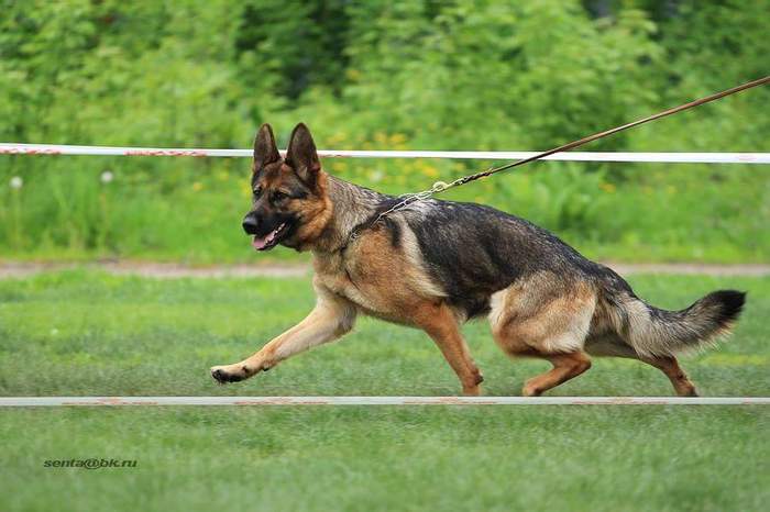 About hip dysplasia in dogs. - My, Dog, German Shepherd, My