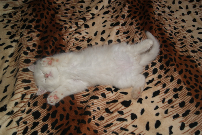 Cat Casper. It was-became - My, cat, It Was-It Was, Milota, , Fluffy