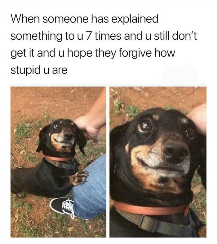 When someone explains something to you 7 times in a row - Stupidity, Reddit, Dog