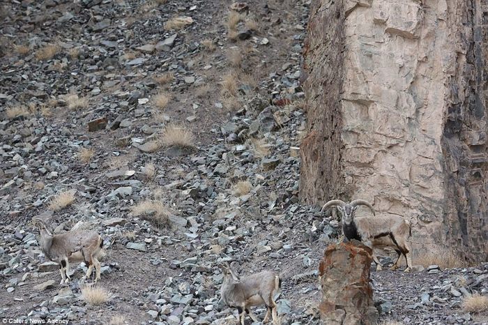 Do you see a snow leopard in the photo? - My, Translation, Hunting, Leopard, Snow Leopard, Himalayas, Longpost