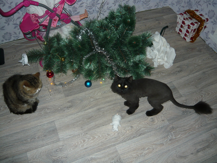 Season is open - New Year, cat, My, Christmas trees
