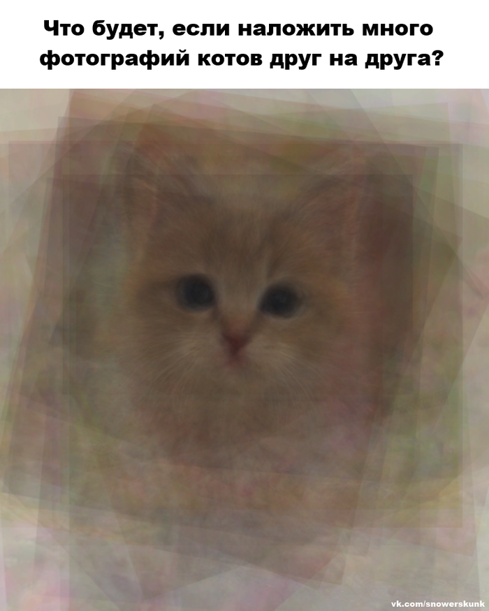 Что будет, если наложить много фотографий котов друг на друга?