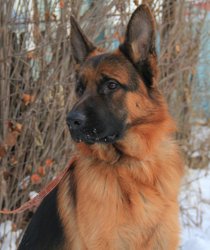 Winter portraits - My, Dog, German Shepherd, Longpost