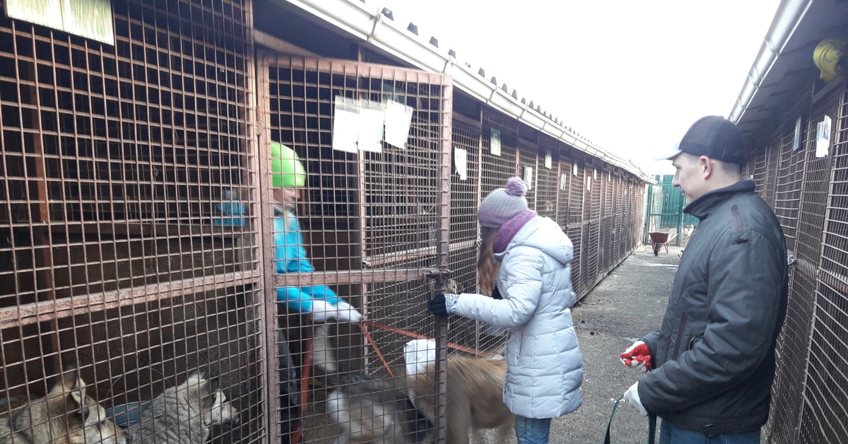 Дом приют собак. Каштанкин дом приют Абакан. Приют в Химках для животных. Химкинский приют для собак. Приют для животных СПБ.