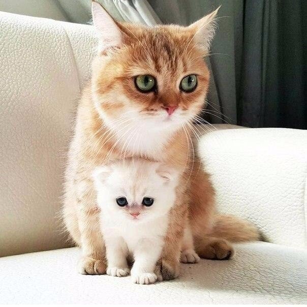 Под маминой охраной.