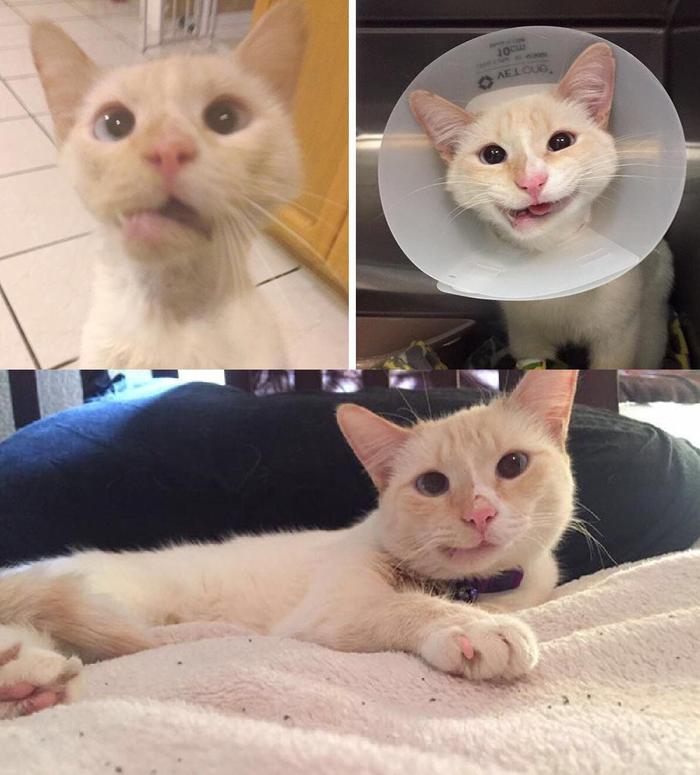 Duchess - cat, Operation, Recovery, Vet, Vet clinic