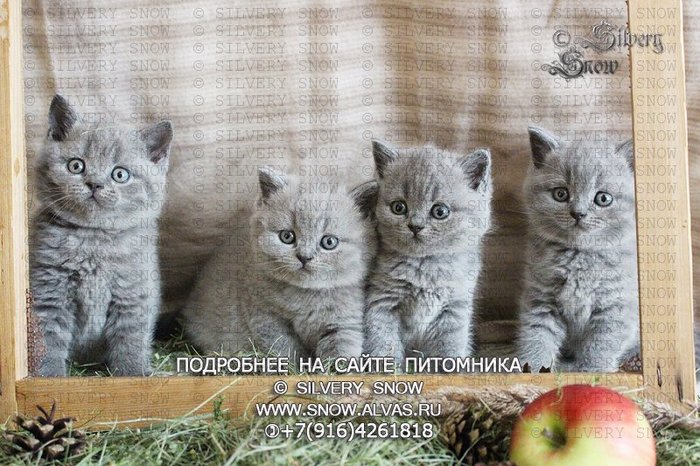 Голубые плюшевые британцы - Моё, Кот, Британский кот, Британские кошки