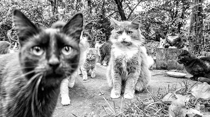 Gang from Yamuga - My, My, cat, , 