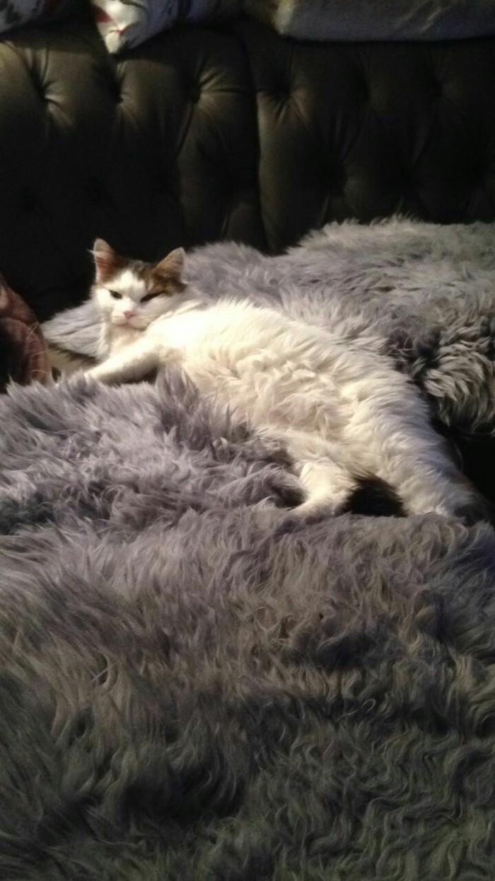 When a slave bought you a fur bed - My, cat, Relax