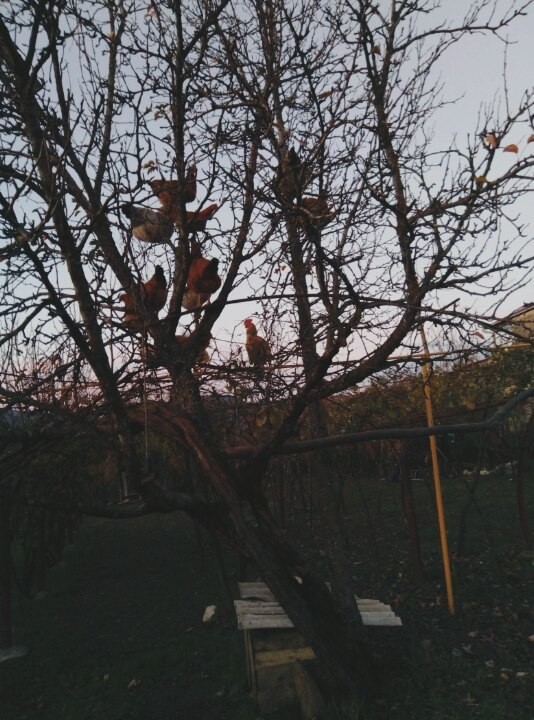 � ���� ��� ����.