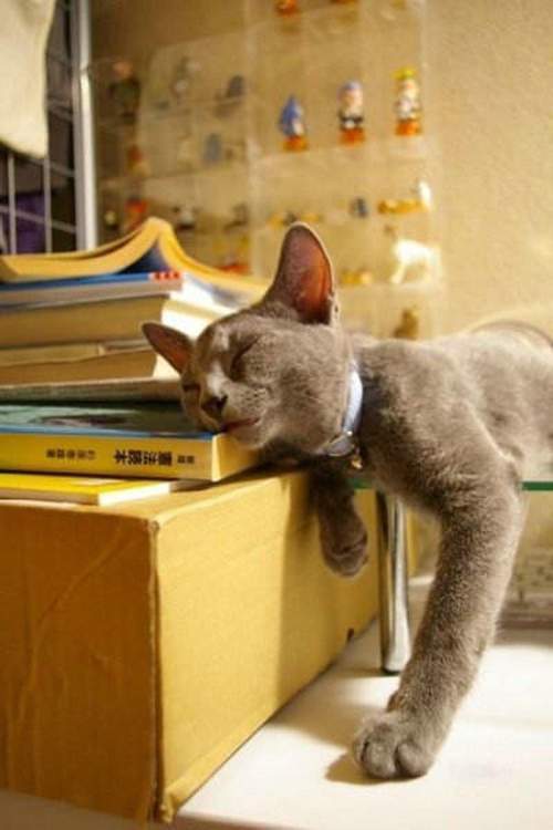 Twenty-five Proofs That Cats Can Sleep Anywhere! - cat, The photo, Longpost, Humor, Joke, Dog, Milota