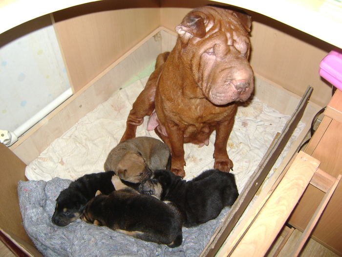 Puppies - My, Longpost, Shar Pei, Puppies