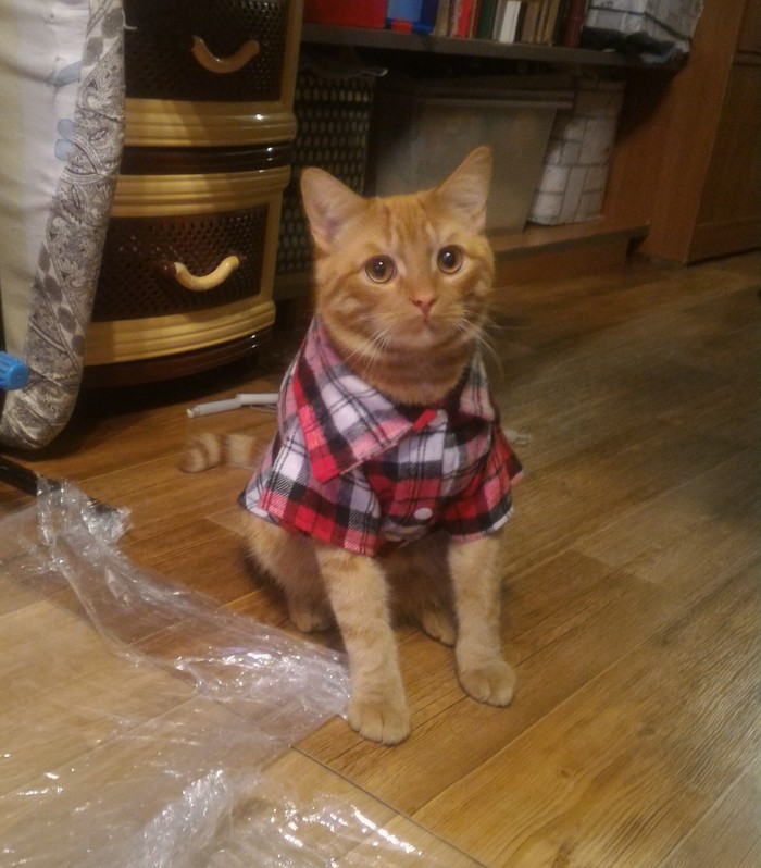 When your mom buys you clothes - My, cat, Redheads, Discontent, Humility