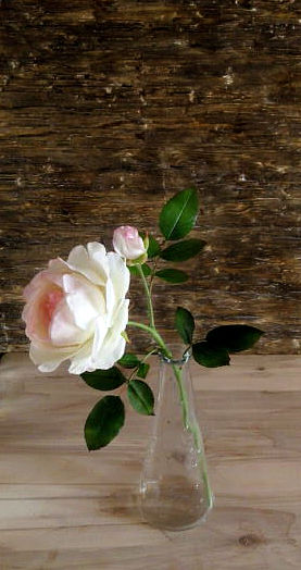 English handmade rose - My, Cold porcelain, Needlework without process, , Flowers, Polymer clay, Longpost