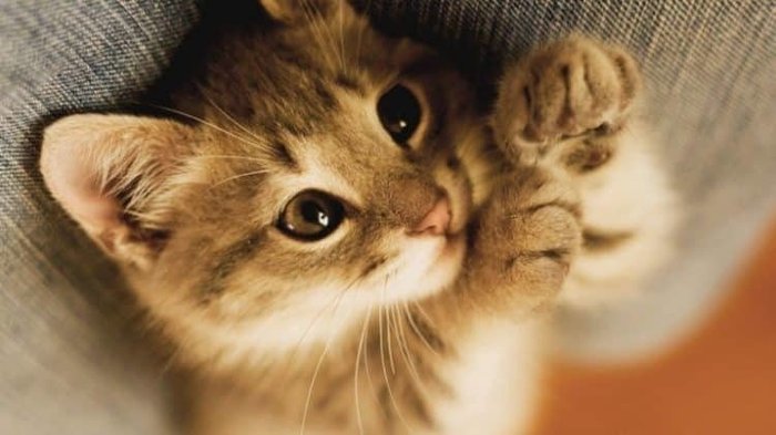для чего нужны кошки в жизни человека. Смотреть фото для чего нужны кошки в жизни человека. Смотреть картинку для чего нужны кошки в жизни человека. Картинка про для чего нужны кошки в жизни человека. Фото для чего нужны кошки в жизни человека