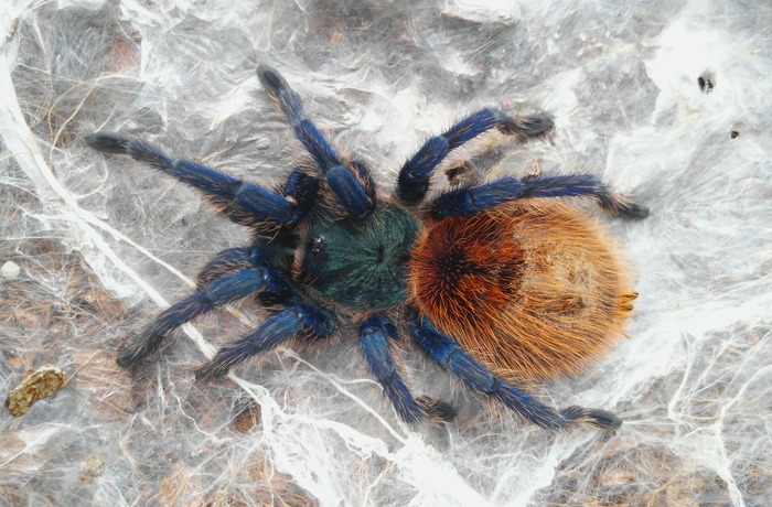 Chromatopelma cianeopubescens - Моё, Пауки-Птицееды, Паук, Птицеед, Arachnoforbes, Начинающий фотограф, Моё, Chromatopelma cianeopubescens