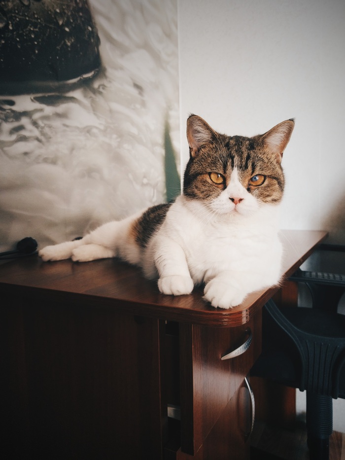 The cat is looking for owners, Krasnoyarsk. - My, Krasnoyarsk, cat, In good hands, Longpost