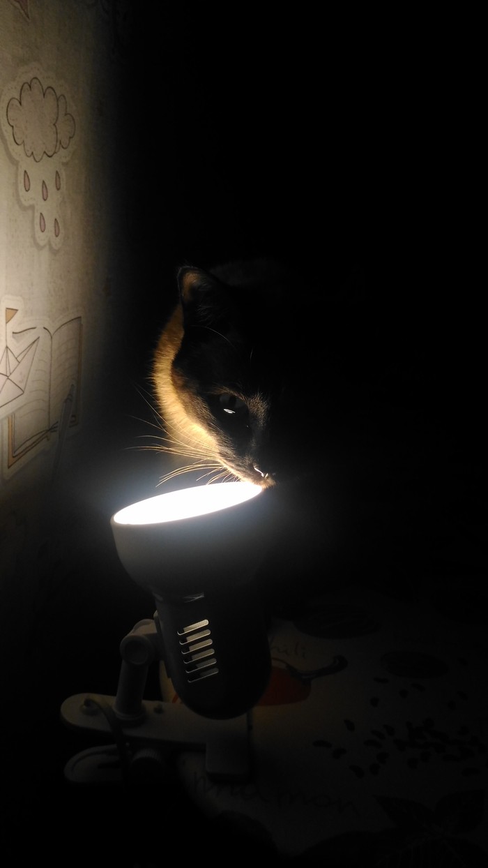 Cotolamp - My, cat, Лампа, Desk lamp, The photo, Short post, Cat with lamp, 