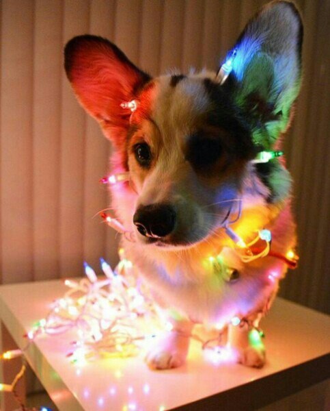 New Year's Eve post - Dog, Corgi, Milota, New Year, Longpost