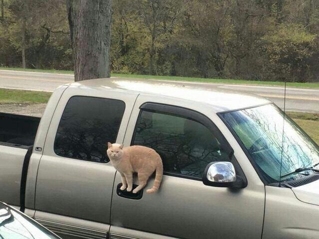 Very comfortably - cat, Door, Convenience