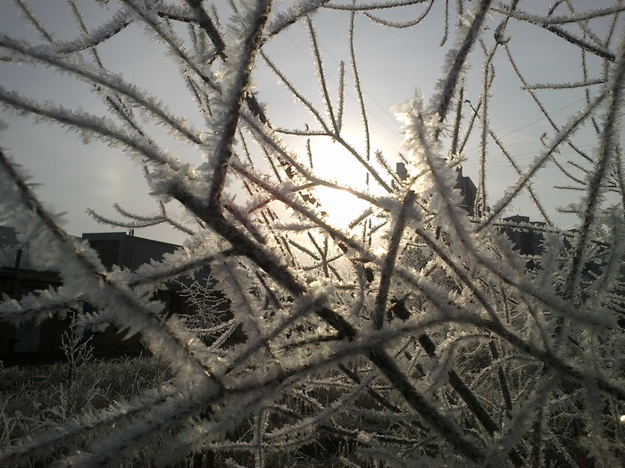 Winter has come - My, Winter, Tree, 