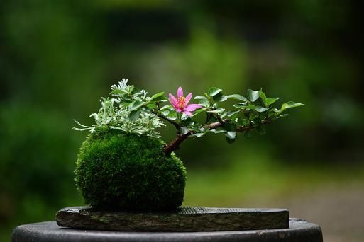 Stylish kokedama - Kokedama, Japan, Flowers, Bonsai