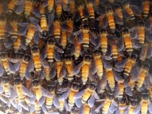 «Безумный мед» гималайских пчёл Мёд, Неправильные пчелы, Галлюциногены, Отпустите меня в Гималаи