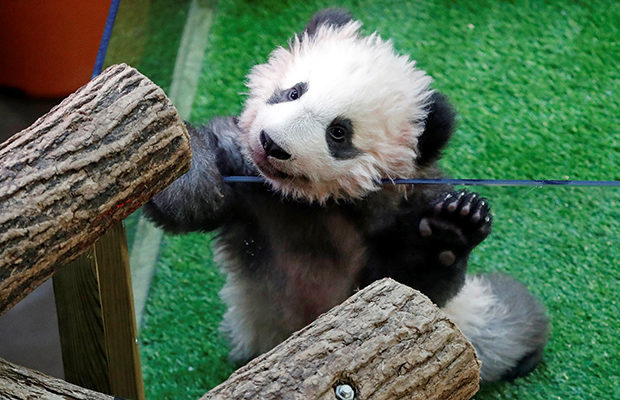 Miraculous godson - Panda, , Government, People, Animals, Care, China, , Longpost