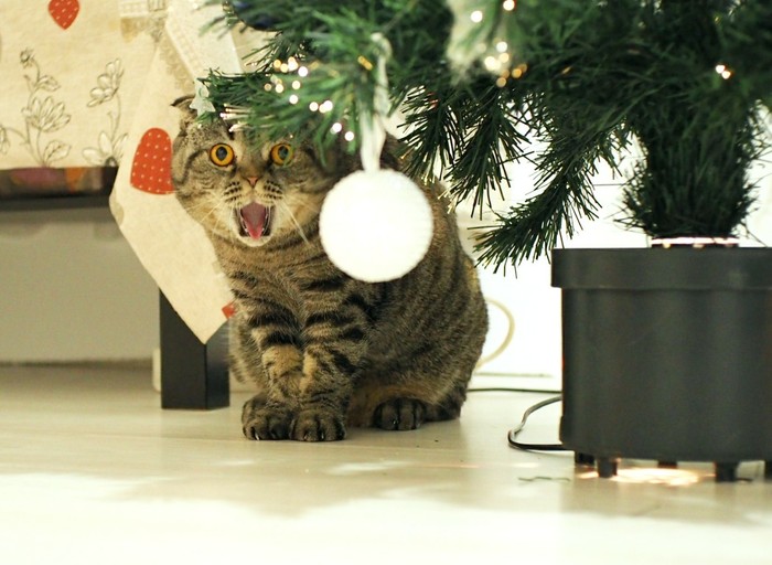We put up a Christmas tree - My, Pussy, Christmas trees, New Year, cat