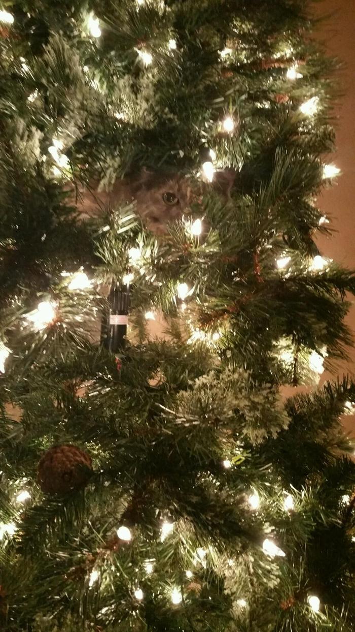 A miracle lurks somewhere close - Christmas trees, New Year, cat, Repost, Reddit