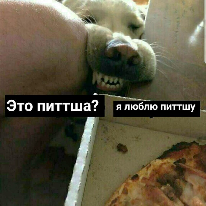 pittsha - Dog, Pizza